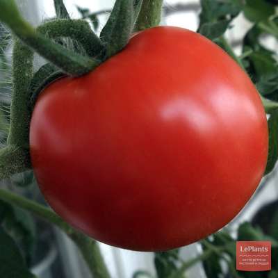 Томат (Solanum lycopersicum) — описание, выращивание, фото