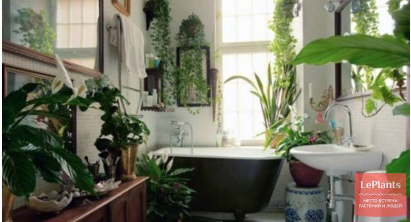 Растения в ванной — возможно ли?