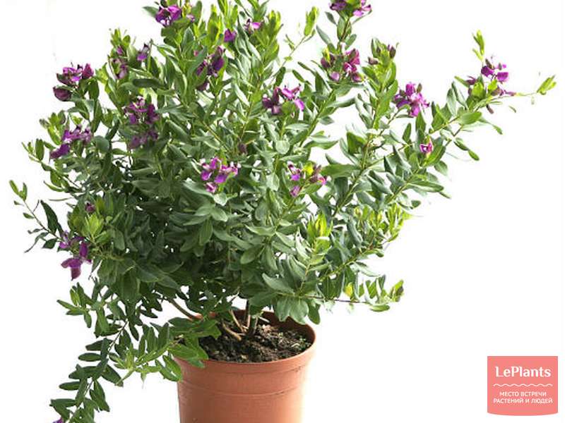 Ана мен ұлы ғашықтардың порно видеосы Секс Тула Плавск студенттері