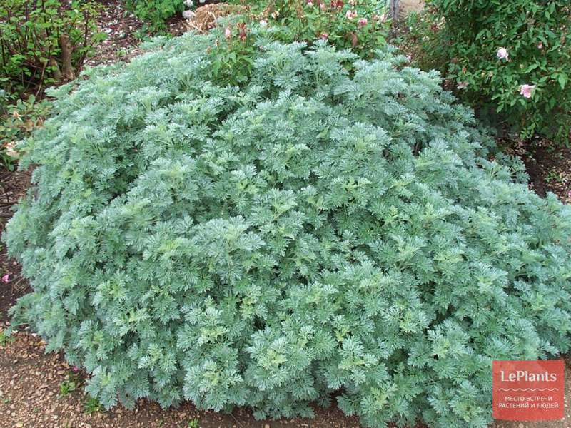 Полынь (Artemisia) — описание, выращивание, фото | на LePlants.ru