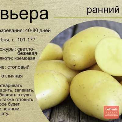 Картофель Ривьера