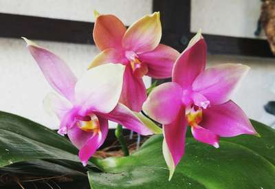 Phalaenopsis violacea var. Malaysia
