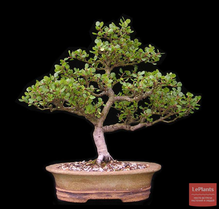 Береза карликовая (Betula nana) — описание, выращивание, фото