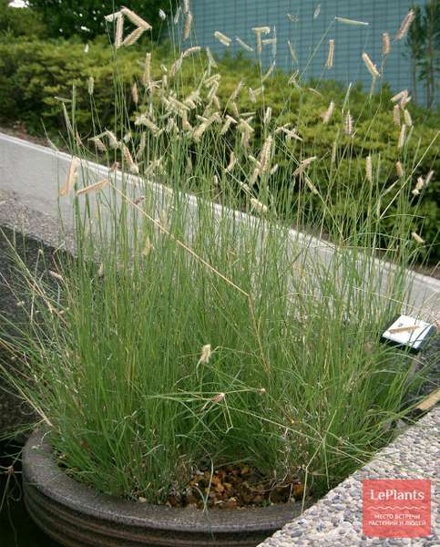 Бутелуа (Bouteloua) — описание, выращивание, фото | на LePlants.ru