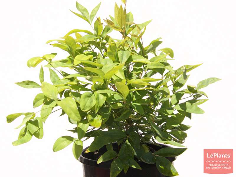 Нандина домашняя (Nandina domestica) — описание, выращивание, фото | на ...