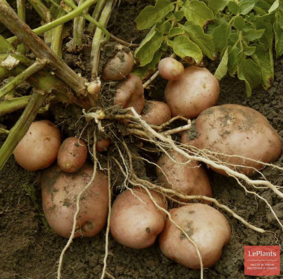 Картофель (Solanum tuberosum) — описание, выращивание, фото