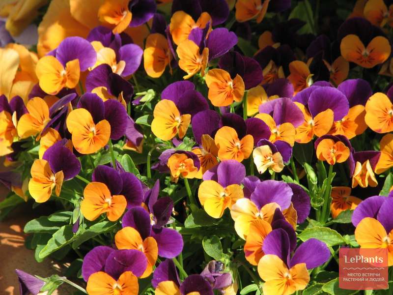 Фиалка трехцветная (Viola tricolor) — описание, выращивание, фото | на ...