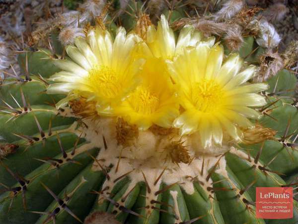 Эхинокактус (Echinocactus) — описание, выращивание, фото | на LePlants.ru