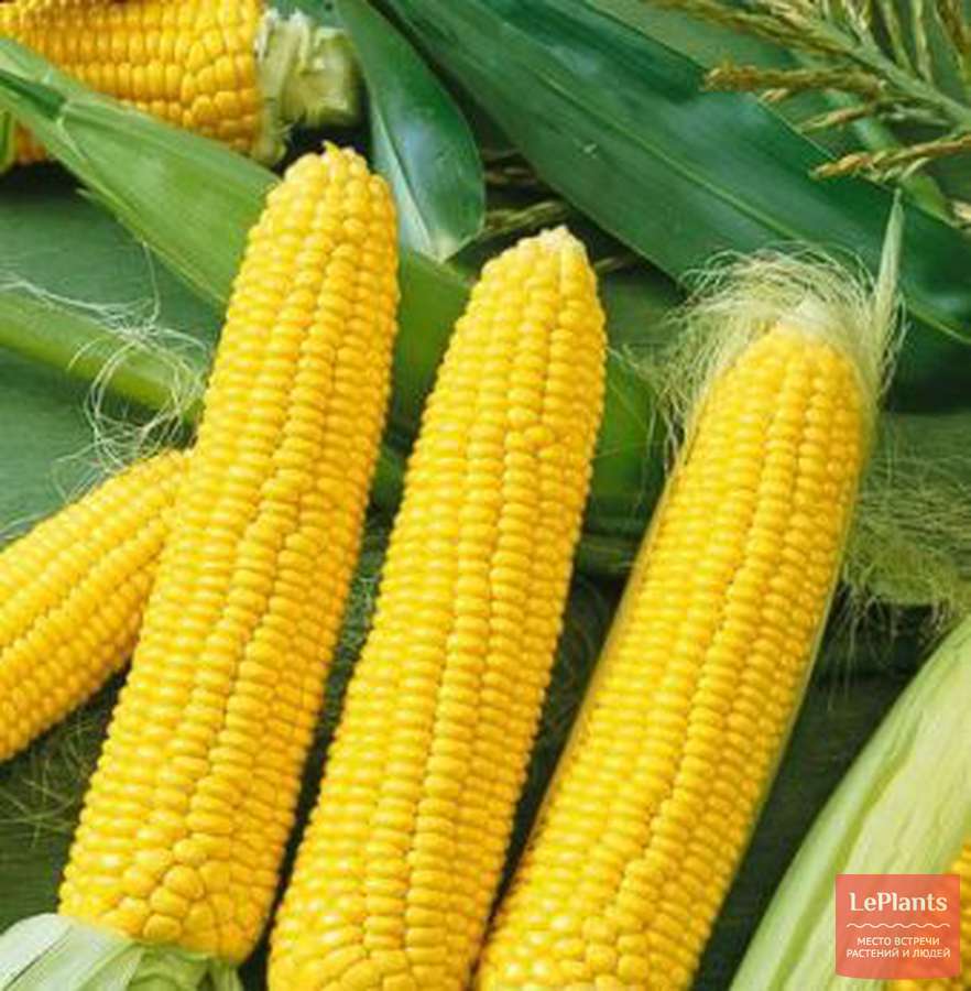 Кукуруза сахарная Кубанская консервная 148 — описание сорта,характеристики